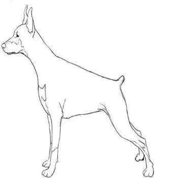 آموزش نقاشی سگ , میلورن