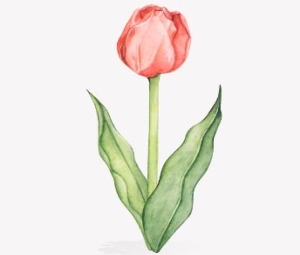 نقاشی گل لاله