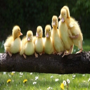 هفت جوجه اردک