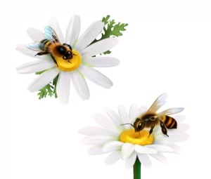 نقاشی زنبور و گل